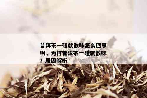 普洱茶一碰就散味怎么回事啊，为何普洱茶一碰就散味？原因解析