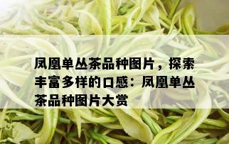 凤凰单丛茶品种图片，探索丰富多样的口感：凤凰单丛茶品种图片大赏