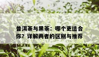 普洱茶与黑茶：哪个更适合你？详解两者的区别与推荐