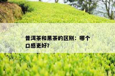 普洱茶和黑茶的区别：哪个口感更好？