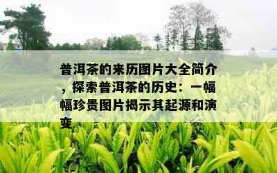 普洱茶的来历图片大全简介，探索普洱茶的历史：一幅幅珍贵图片揭示其起源和演变