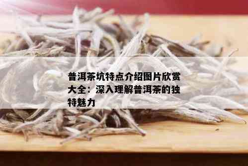 普洱茶坑特点介绍图片欣赏大全：深入理解普洱茶的独特魅力