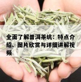 全面了解普洱茶坑：特点介绍、图片欣赏与详细讲解视频