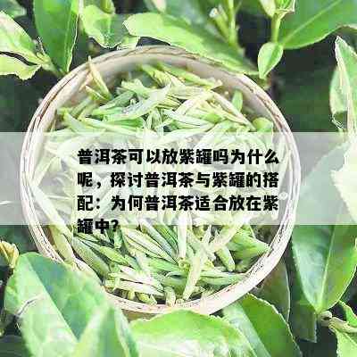 普洱茶可以放紫罐吗为什么呢，探讨普洱茶与紫罐的搭配：为何普洱茶适合放在紫罐中？