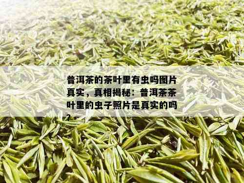 普洱茶的茶叶里有虫吗图片真实，真相揭秘：普洱茶茶叶里的虫子照片是真实的吗？