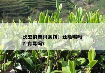 长虫的普洱茶饼：还能喝吗？有吗？