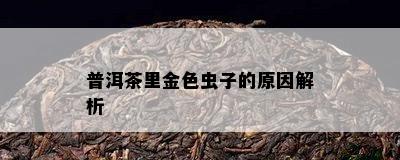 普洱茶里金色虫子的原因解析