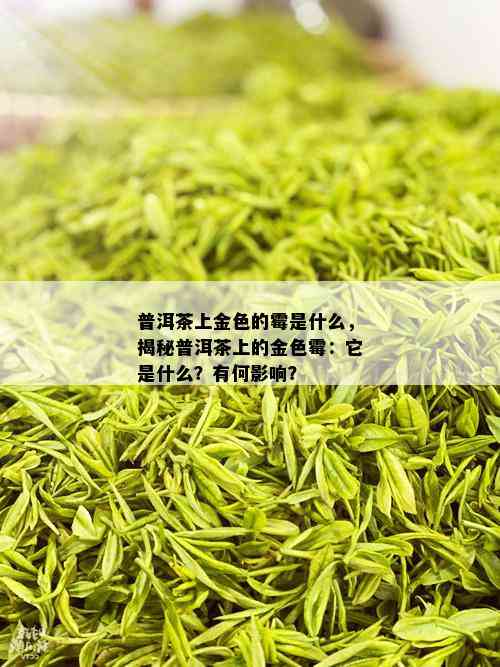 普洱茶上金色的霉是什么，揭秘普洱茶上的金色霉：它是什么？有何影响？