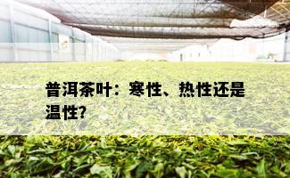 普洱茶叶：寒性、热性还是温性？