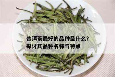 普洱茶更好的品种是什么？探讨其品种名称与特点