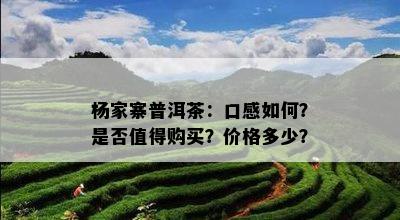 杨家寨普洱茶：口感如何？是否值得购买？价格多少？