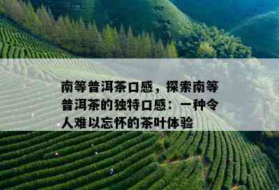 南等普洱茶口感，探索南等普洱茶的独特口感：一种令人难以忘怀的茶叶体验