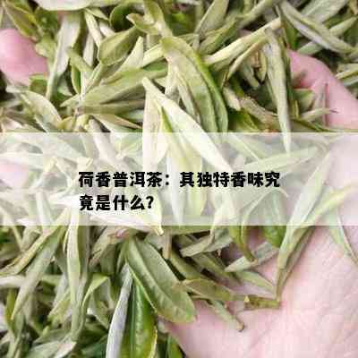 荷香普洱茶：其独特香味究竟是什么？