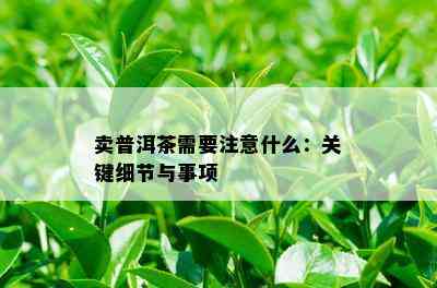 卖普洱茶需要注意什么：关键细节与事项