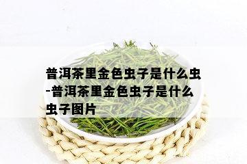 普洱茶里金色虫子是什么虫-普洱茶里金色虫子是什么虫子图片