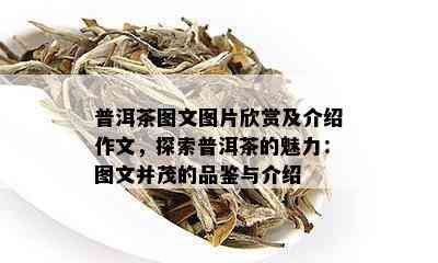 普洱茶图文图片欣赏及介绍作文，探索普洱茶的魅力：图文并茂的品鉴与介绍