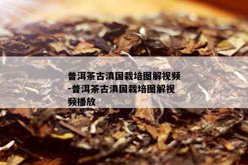 普洱茶古滇国栽培图解视频-普洱茶古滇国栽培图解视频播放