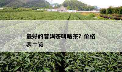 更好的普洱茶叫啥茶？价格表一览