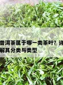 普洱茶属于哪一类茶叶？详解其分类与类型