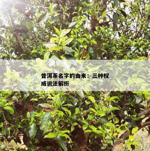 普洱茶名字的由来：三种权威说法解析