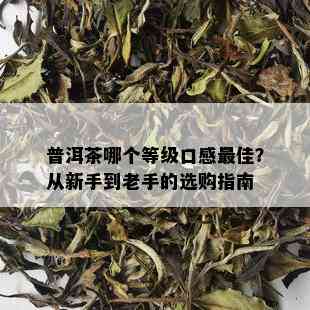 普洱茶哪个等级口感更佳？从新手到老手的选购指南