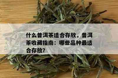 什么普洱茶适合存放，普洱茶收藏指南：哪些品种最适合存放？