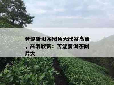 苦涩普洱茶图片大欣赏高清，高清欣赏：苦涩普洱茶图片大