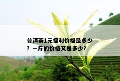 普洱茶1元福利价格是多少？一斤的价格又是多少？