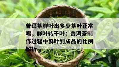 普洱茶鲜叶出多少茶叶正常喝，鲜叶转干叶：普洱茶制作过程中鲜叶到成品的比例解析