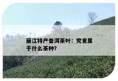 丽江特产普洱茶叶：究竟属于什么茶种？