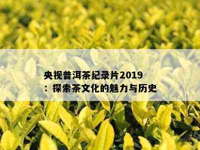 央视普洱茶纪录片2019：探索茶文化的魅力与历史