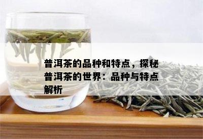 普洱茶的品种和特点，探秘普洱茶的世界：品种与特点解析