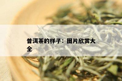 普洱茶的样子：图片欣赏大全