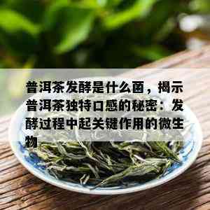 普洱茶发酵是什么菌，揭示普洱茶独特口感的秘密：发酵过程中起关键作用的微生物