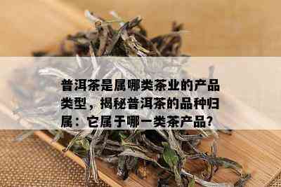 普洱茶是属哪类茶业的产品类型，揭秘普洱茶的品种归属：它属于哪一类茶产品？