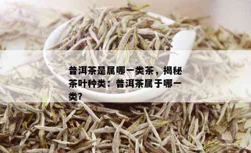 普洱茶是属哪一类茶，揭秘茶叶种类：普洱茶属于哪一类？