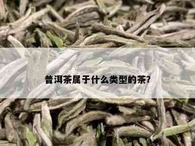 普洱茶属于什么类型的茶？