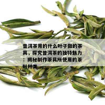 普洱茶用的什么叶子做的茶具，探究普洱茶的独特魅力：揭秘制作茶具所使用的茶叶种类