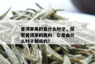 普洱茶用的是什么叶子，探究普洱茶的原料：它是由什么叶子制成的？