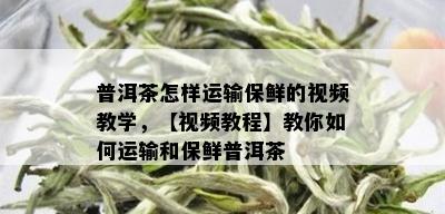 普洱茶怎样运输保鲜的视频教学，【视频教程】教你如何运输和保鲜普洱茶