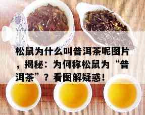 松鼠为什么叫普洱茶呢图片，揭秘：为何称松鼠为“普洱茶”？看图解疑惑！