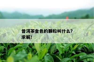 普洱茶金色的颗粒叫什么？求解！