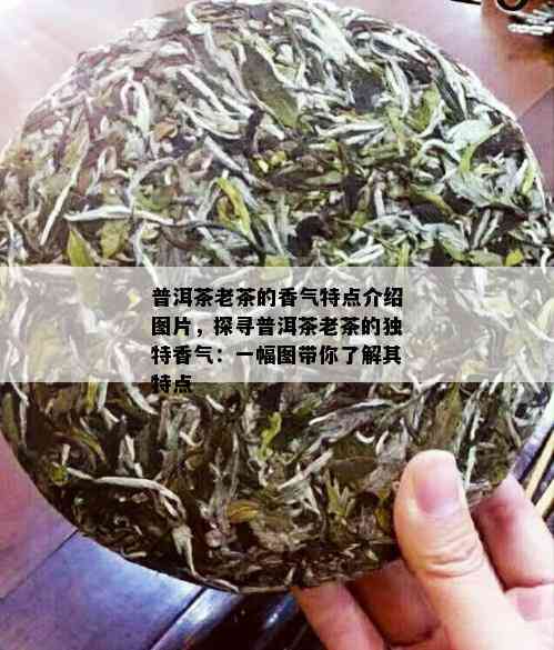 普洱茶老茶的香气特点介绍图片，探寻普洱茶老茶的独特香气：一幅图带你了解其特点