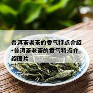 普洱茶老茶的香气特点介绍-普洱茶老茶的香气特点介绍图片