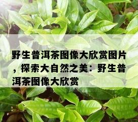 野生普洱茶图像大欣赏图片，探索大自然之美：野生普洱茶图像大欣赏