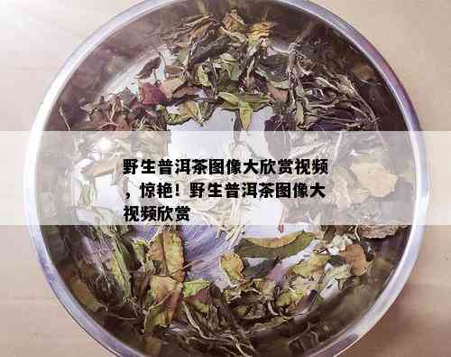 野生普洱茶图像大欣赏视频，惊艳！野生普洱茶图像大视频欣赏