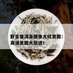 野生普洱茶图像大欣赏图：高清美图大放送！