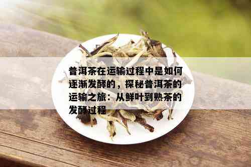 普洱茶在运输过程中是如何逐渐发酵的，探秘普洱茶的运输之旅：从鲜叶到熟茶的发酵过程