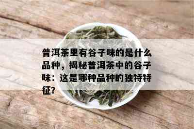 普洱茶里有谷子味的是什么品种，揭秘普洱茶中的谷子味：这是哪种品种的独特特征？