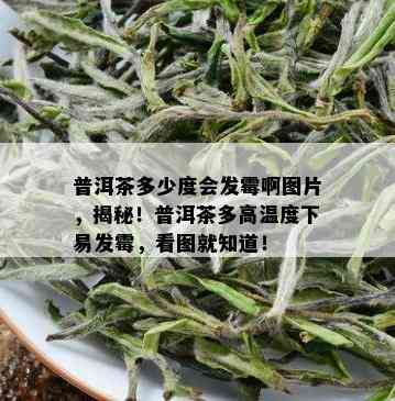 普洱茶多少度会发霉啊图片，揭秘！普洱茶多高温度下易发霉，看图就知道！